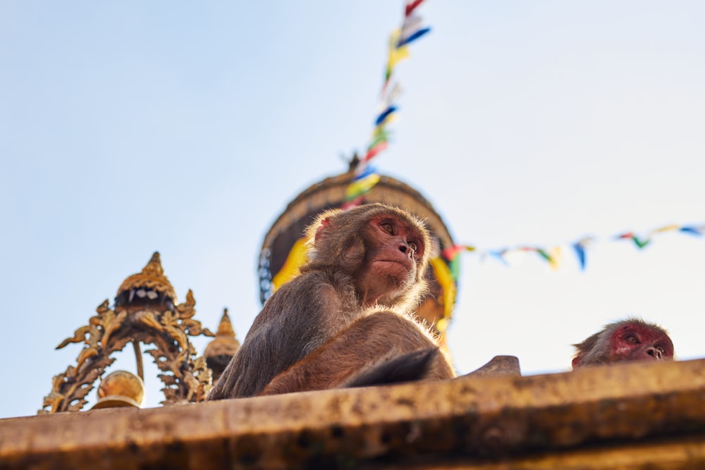 a couple of monkeys sitting on top of a building