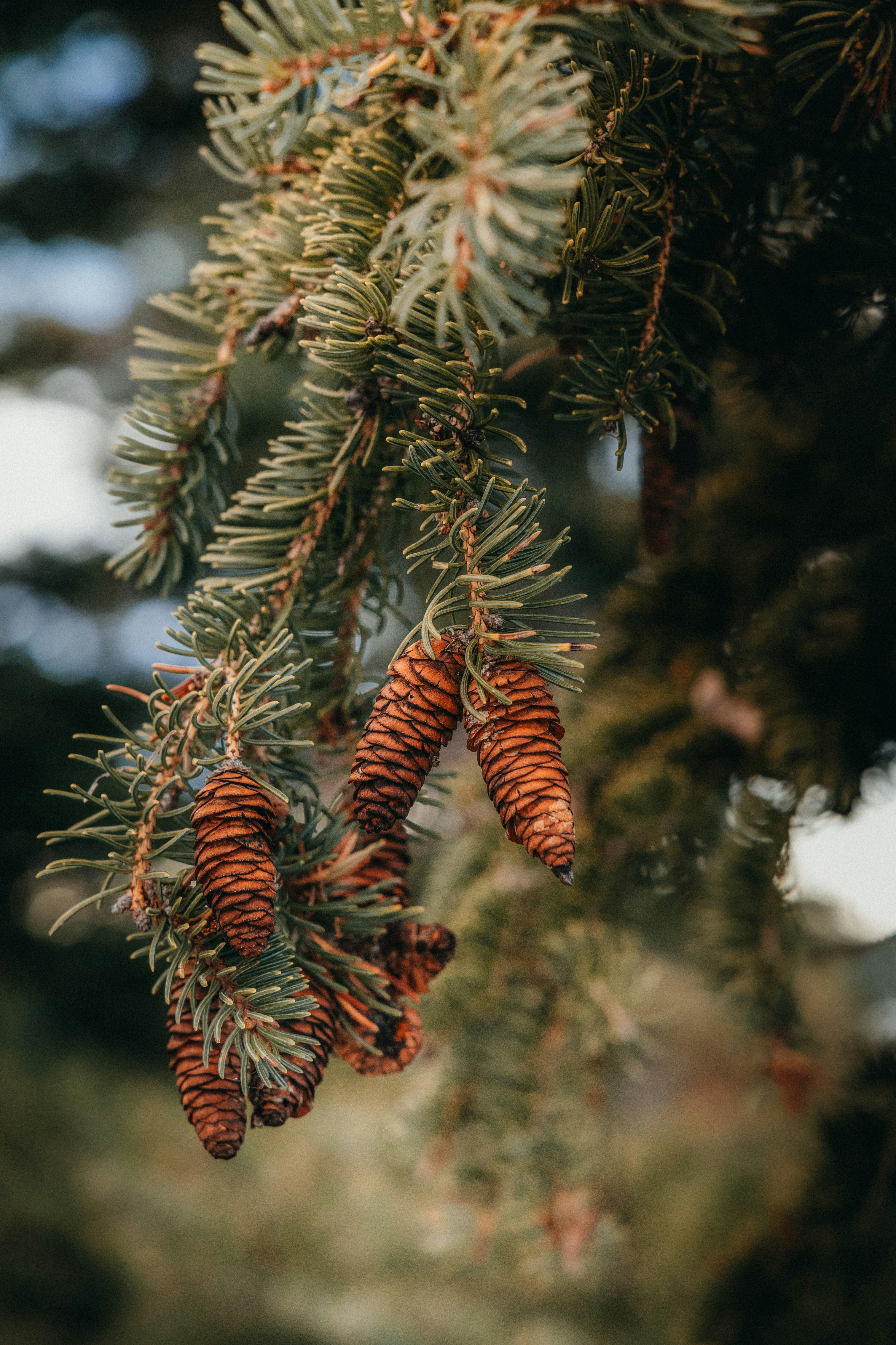 beberapa kerucut pinus tergantung di cabang pohon