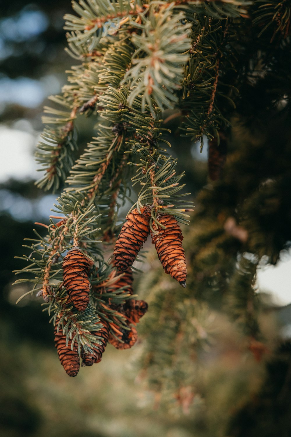 some pine cones hanging from a tree branch
