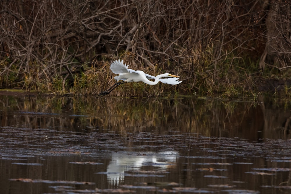 a white bird flying over a body of water