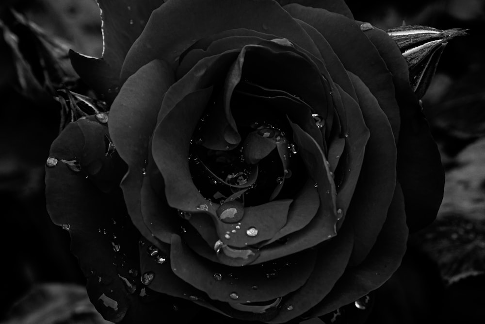 a black rose with drops of water on it