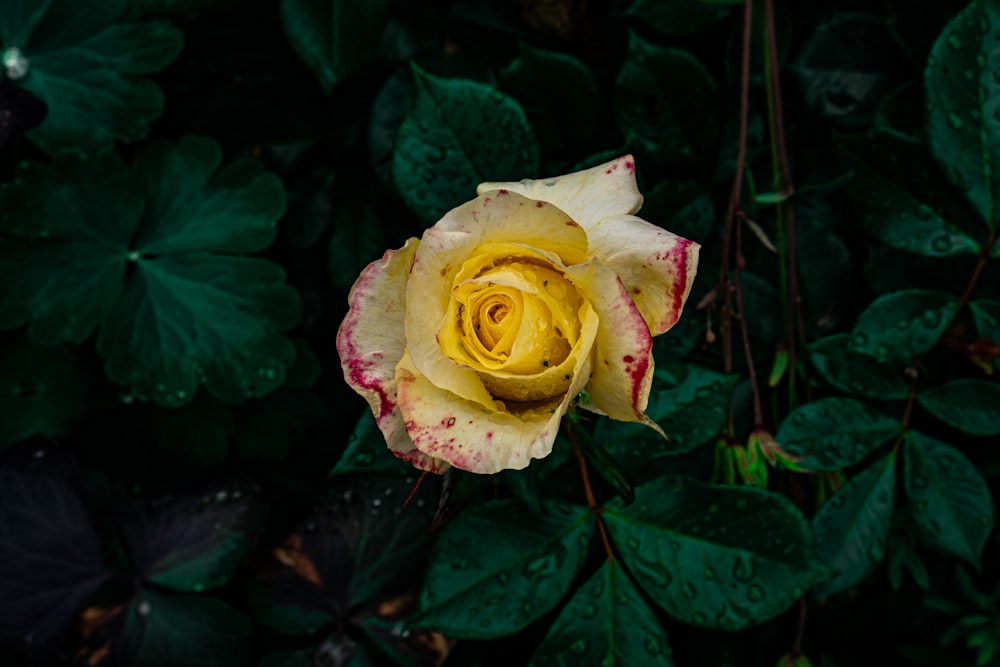 a yellow and red rose with green leaves in the background