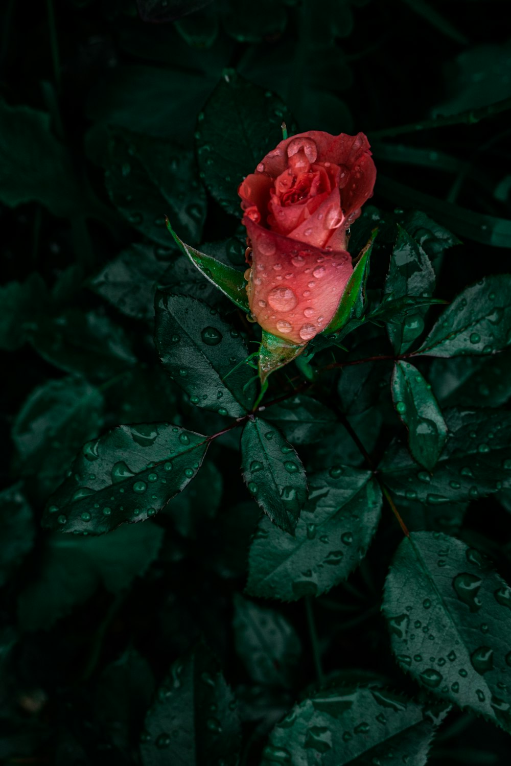 水滴が乗った一本の赤いバラ
