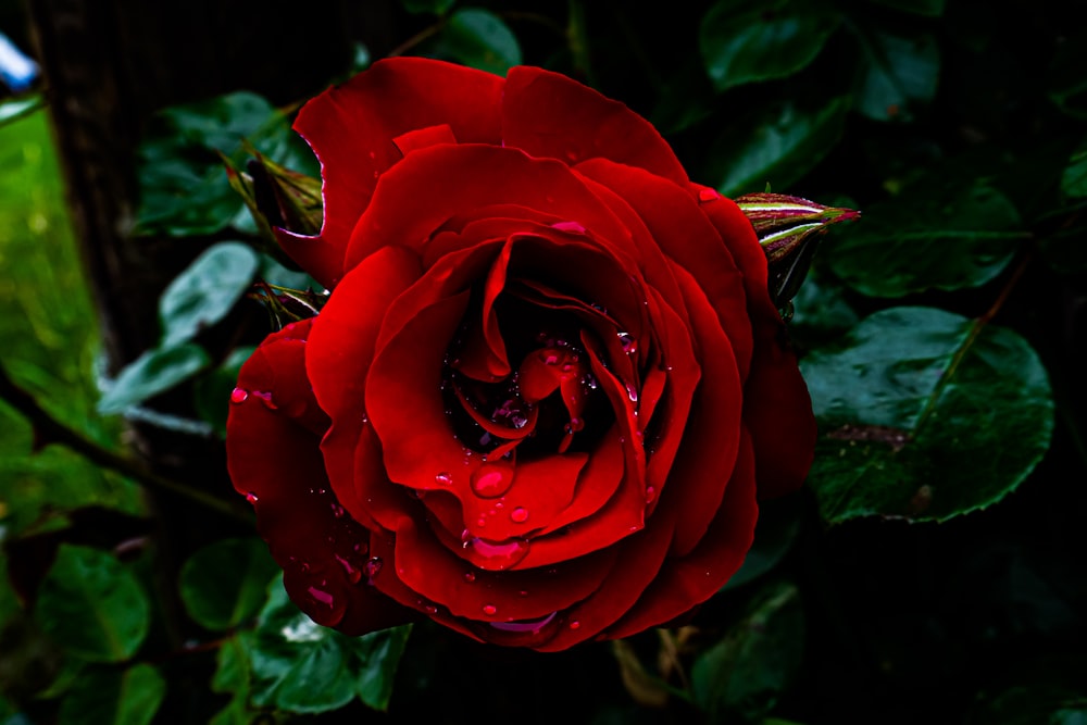 una rosa roja con gotas de agua
