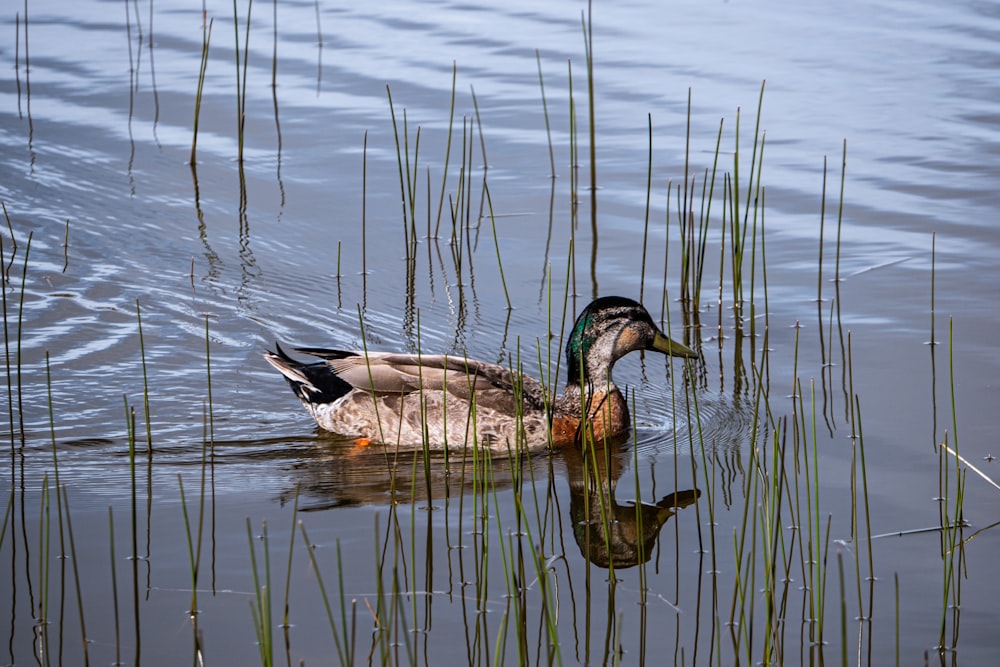 a duck swimming in a pond surrounded by tall grass