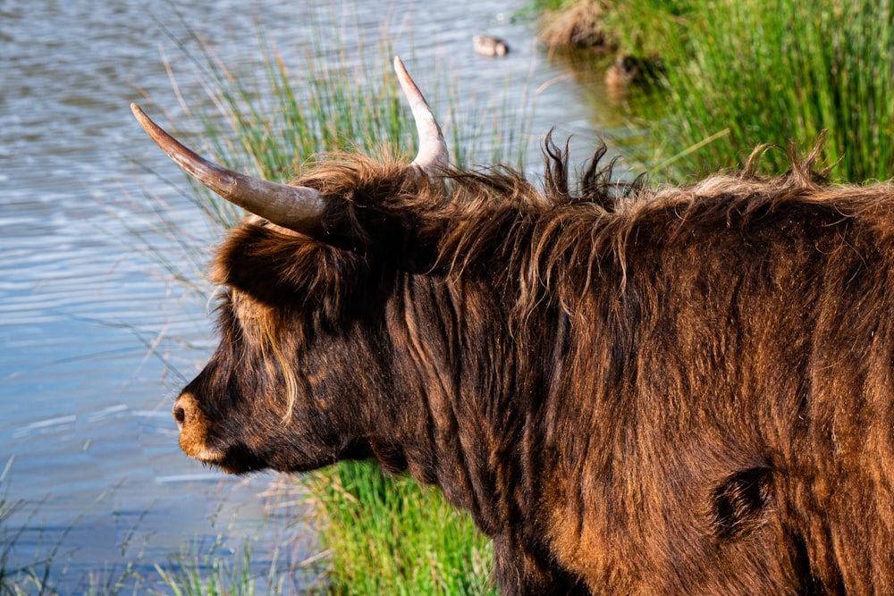 Una vaca marrón con cuernos largos de pie junto a un cuerpo de agua