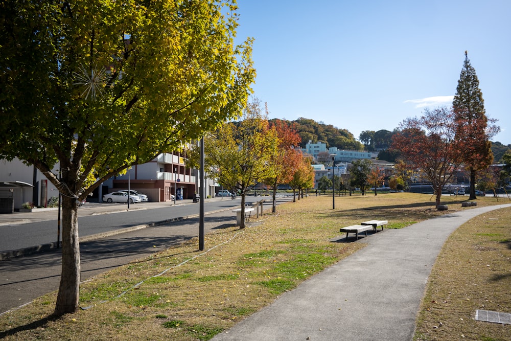 a park with benches and trees on the side of the road