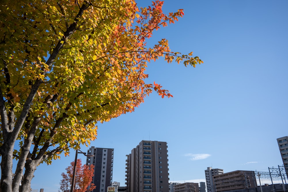 a tree with yellow leaves in front of tall buildings