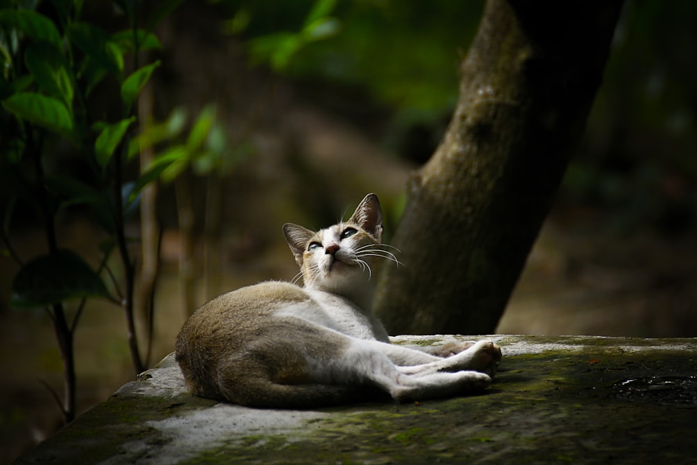 a cat laying on a rock next to a tree