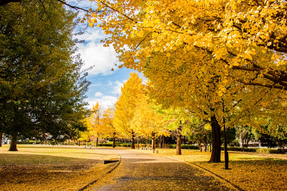 a pathway in a park lined with trees with yellow leaves