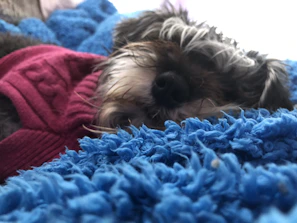 A cheerful small dog wearing a colorful handmade sweater sitting on a cozy blanket