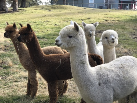 A group of alpacas standing closely together on a grassy field with a gentle slope. Their coats vary in color, with some being a light cream and others a rich brown. The alpacas have fluffy, soft fur and are calmly looking in different directions. In the background, there are trees and a building.