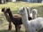 A group of alpacas standing closely together on a grassy field with a gentle slope. Their coats vary in color, with some being a light cream and others a rich brown. The alpacas have fluffy, soft fur and are calmly looking in different directions. In the background, there are trees and a building.