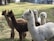 A group of alpacas standing closely together on a grassy field with a gentle slope. Their coats vary in color, with some being a light cream and others a rich brown. The alpacas have fluffy, soft fur and are calmly looking in different directions. In the background, there are trees and a building.