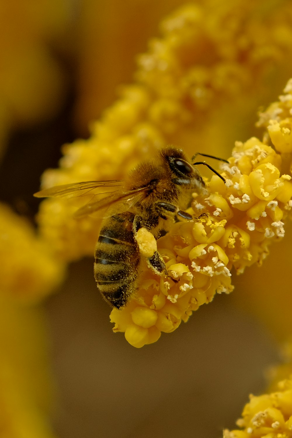 a close up of a bee on a flower