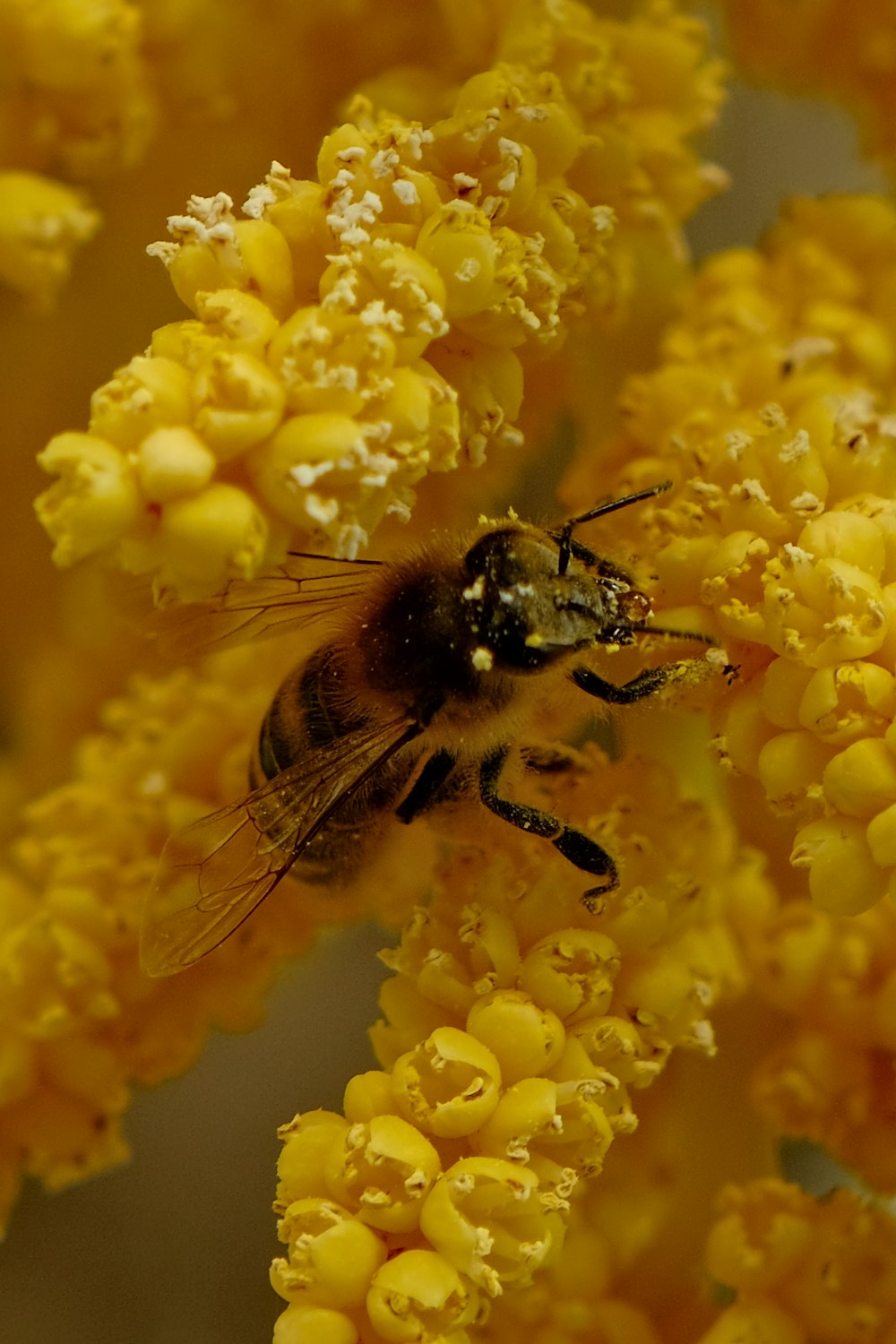 a close up of a bee on a yellow flower