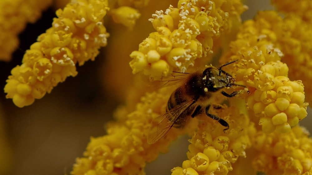 a close up of a bee on a yellow flower