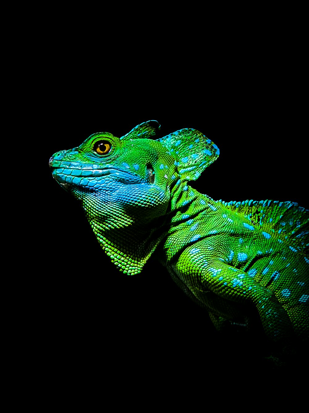 a close up of a lizard on a black background