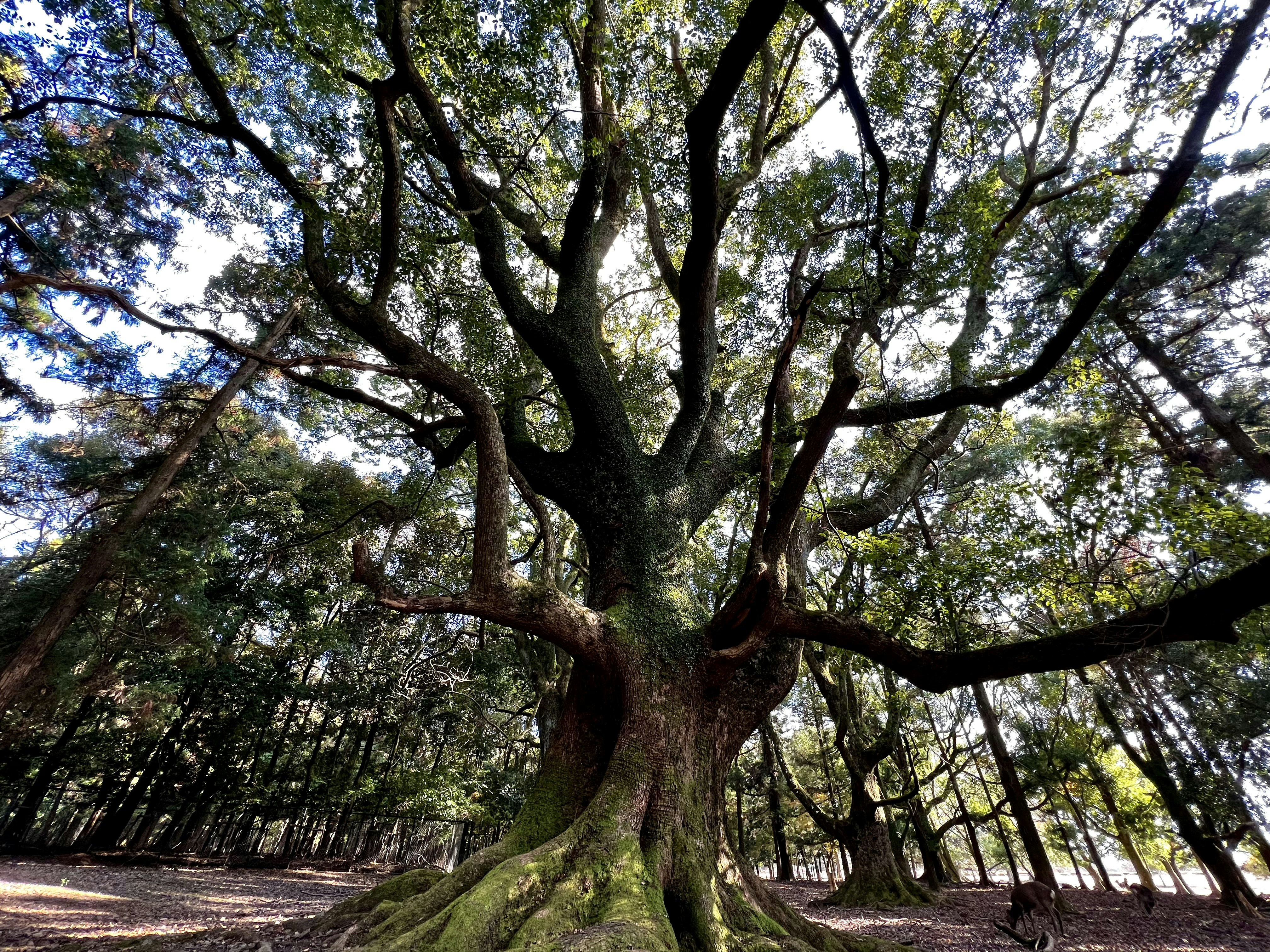 Tree of Life Tarot