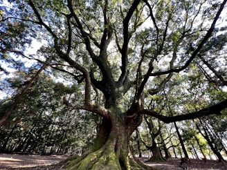 A majestic ancient oak tree with sprawling roots embraced by soft forest light.