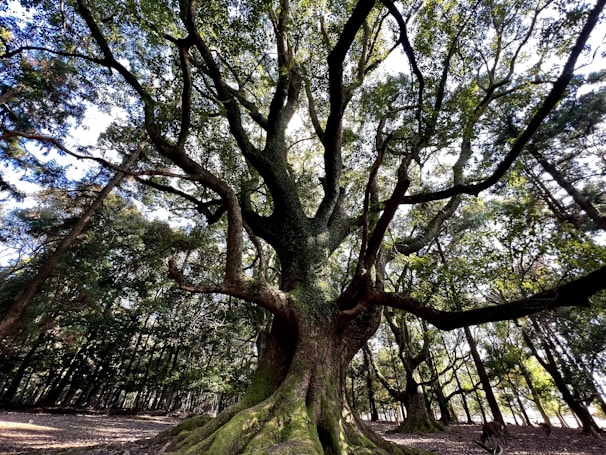 A majestic ancient oak tree with sprawling roots embraced by soft forest light.