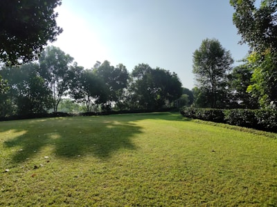 A lush green lawn is surrounded by dense trees, with sunlight casting soft shadows on the grass. The scene is serene and tranquil, indicating a peaceful natural setting.