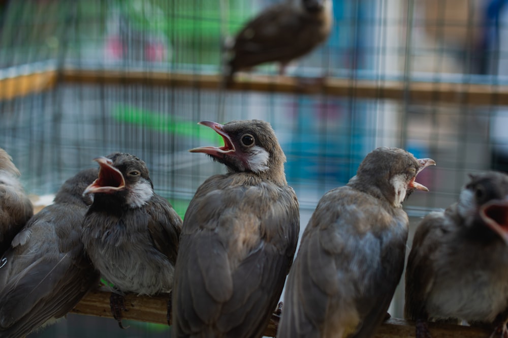 a group of birds sitting on a perch in a cage