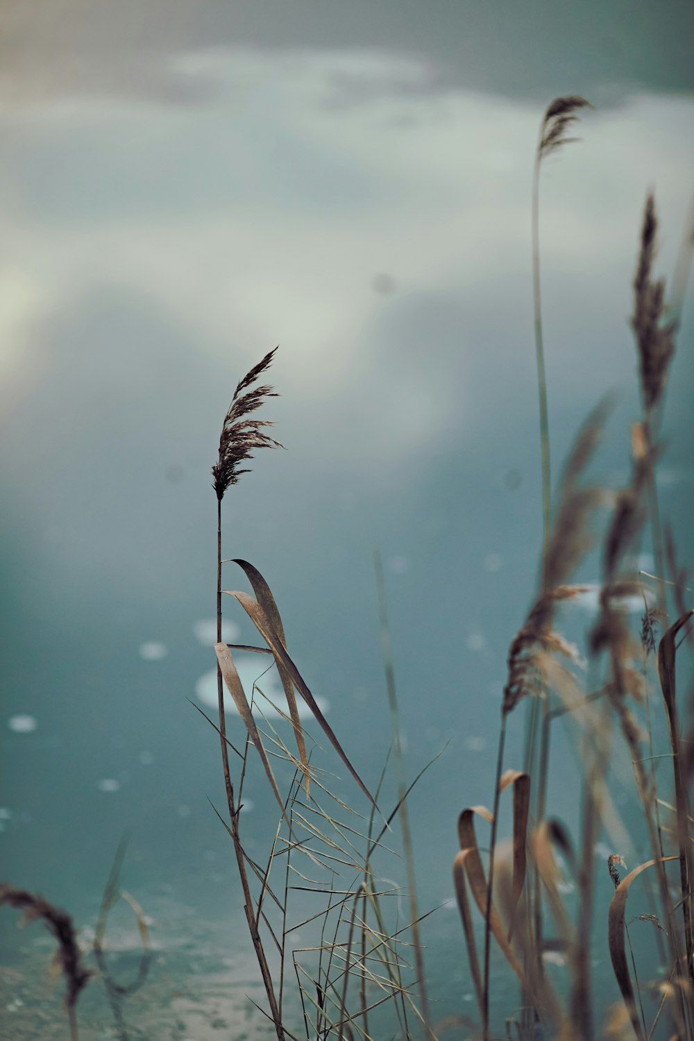 a close up of a plant with water in the background