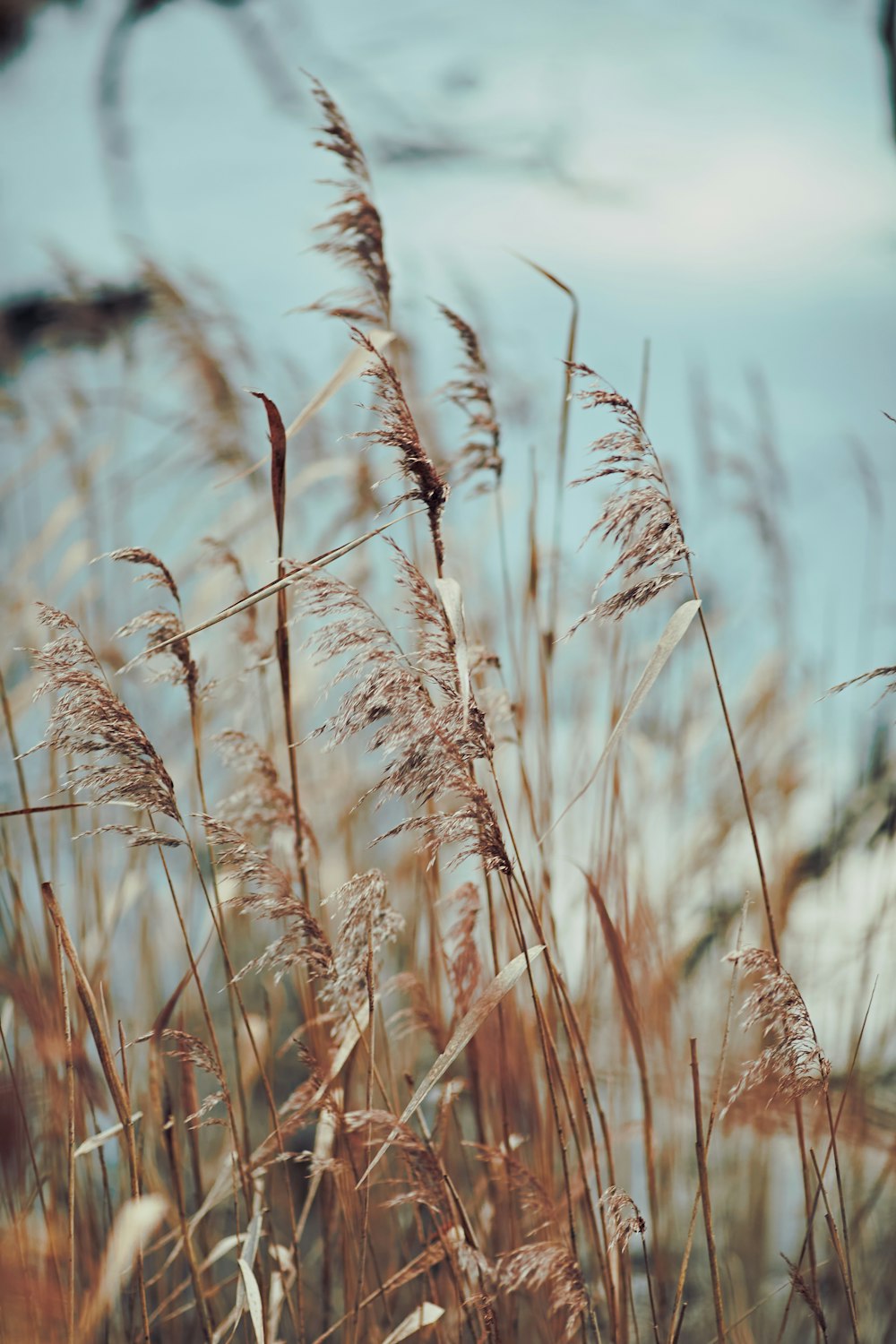 a bunch of tall grass blowing in the wind