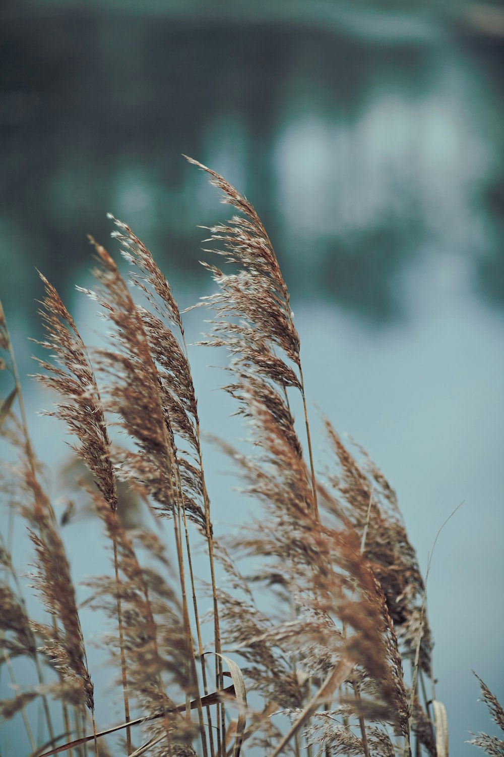 a bunch of tall brown grass next to a body of water