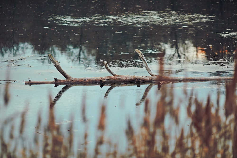 a log laying in the middle of a body of water