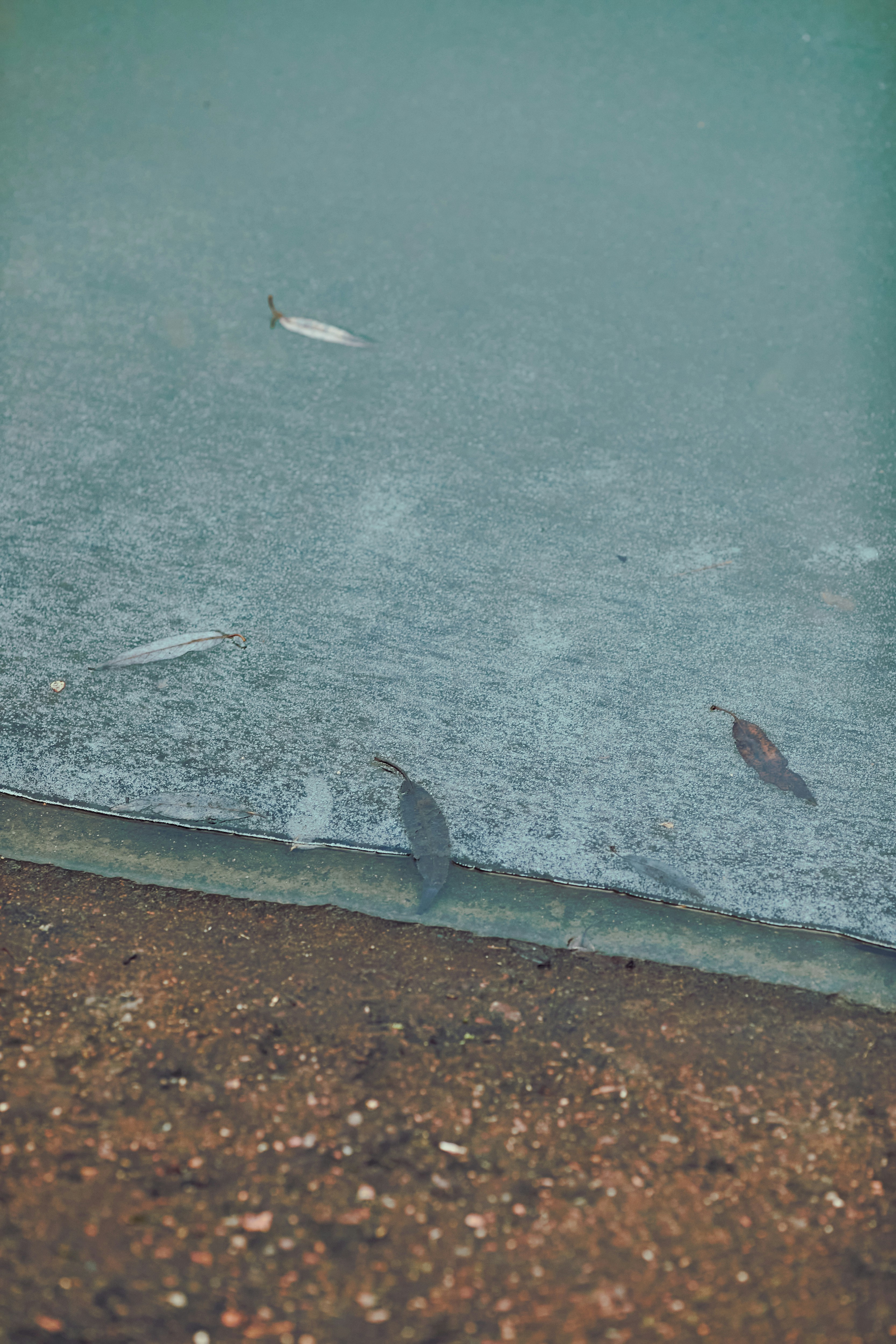 a group of fish floating on top of a body of water