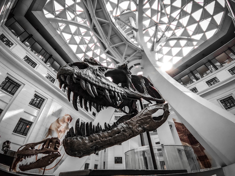 a dinosaur skeleton in a museum with a skylight