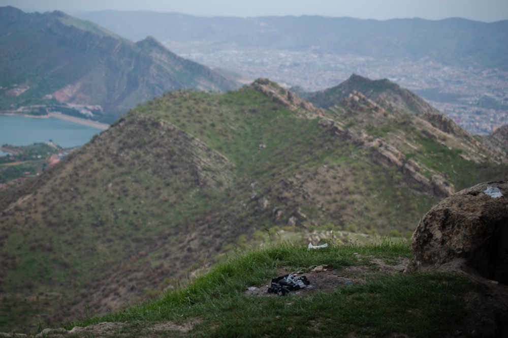 Un oiseau assis au sommet d’une colline verdoyante