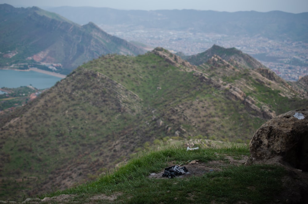 a bird sitting on top of a lush green hillside