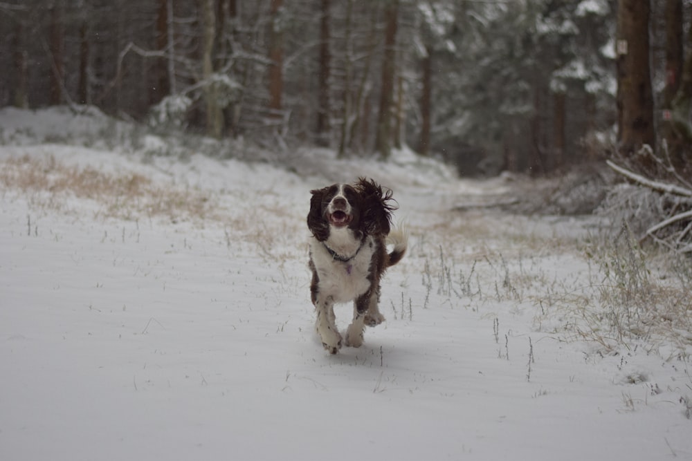 um cão correndo pela neve na floresta