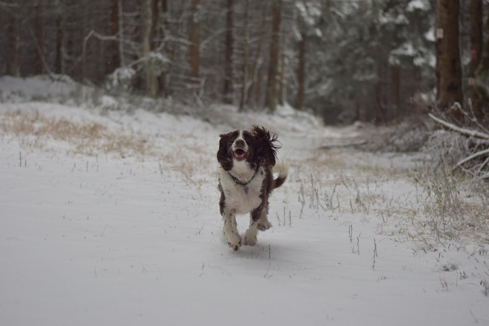 a dog running through the snow in the woods