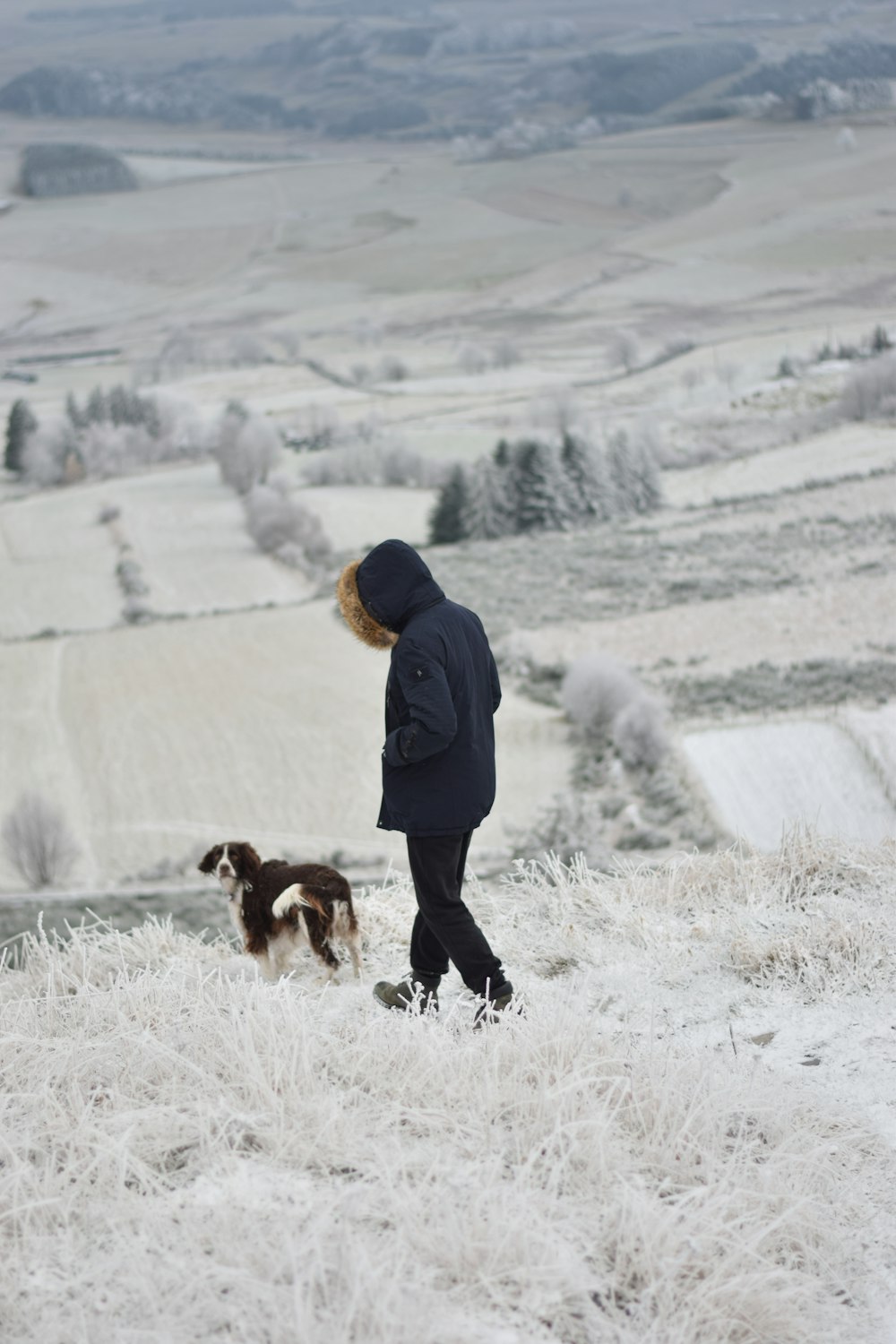 Eine Person, die mit einem Hund auf einem verschneiten Feld spazieren geht