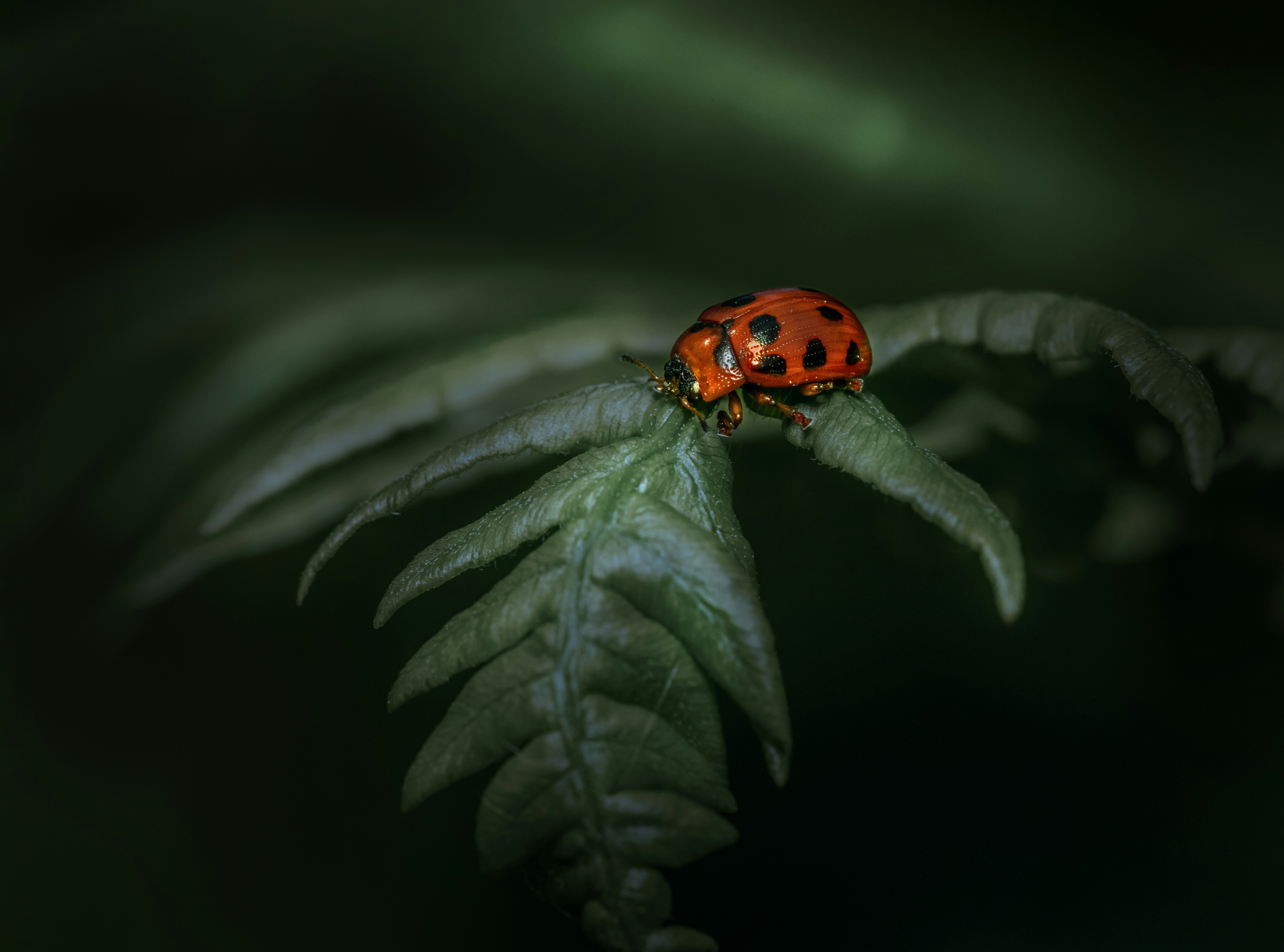 A lady bug sitting on top of a green leaf photo – Free Animal Image on ...