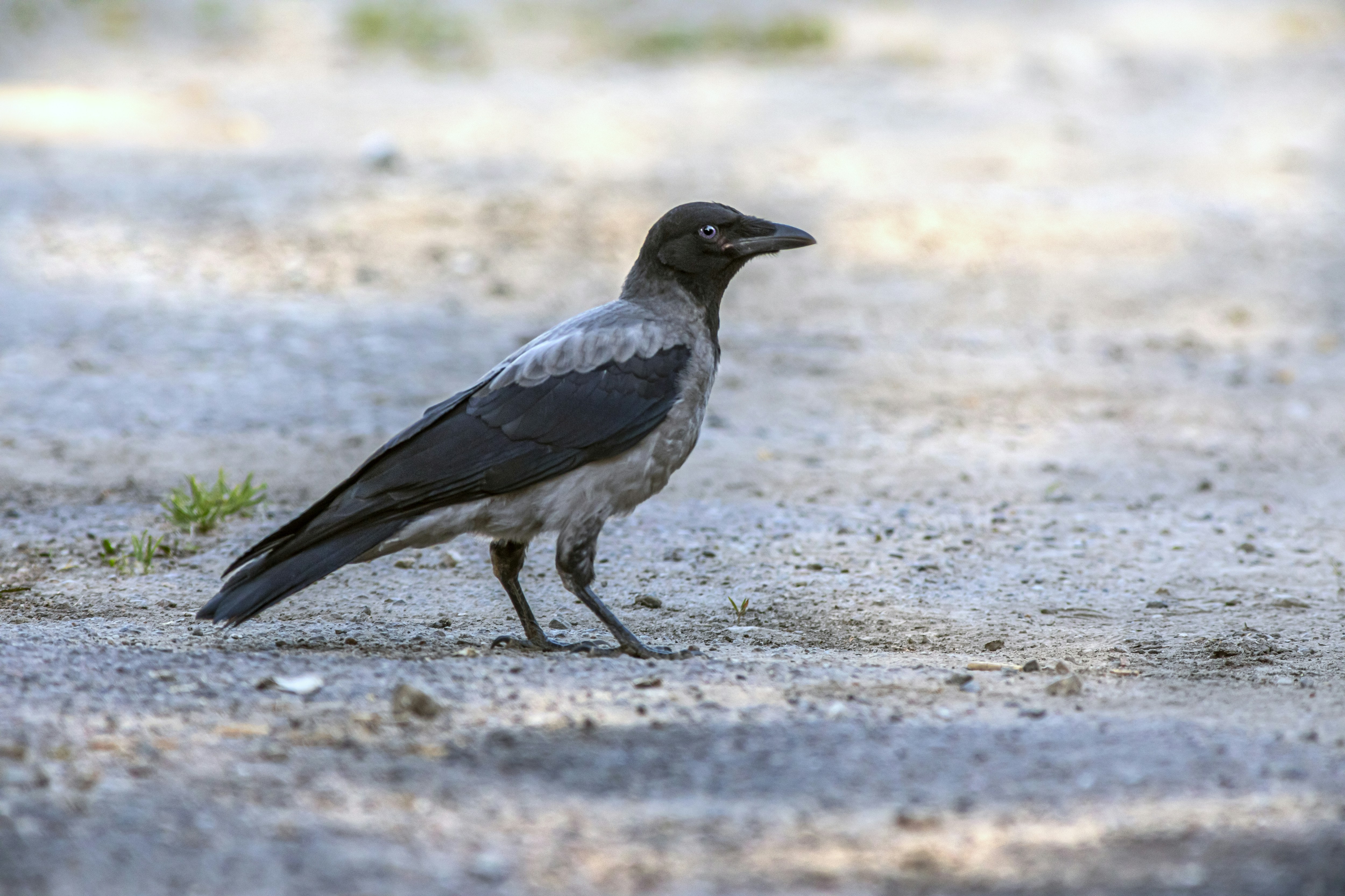 Photo by erik_karits