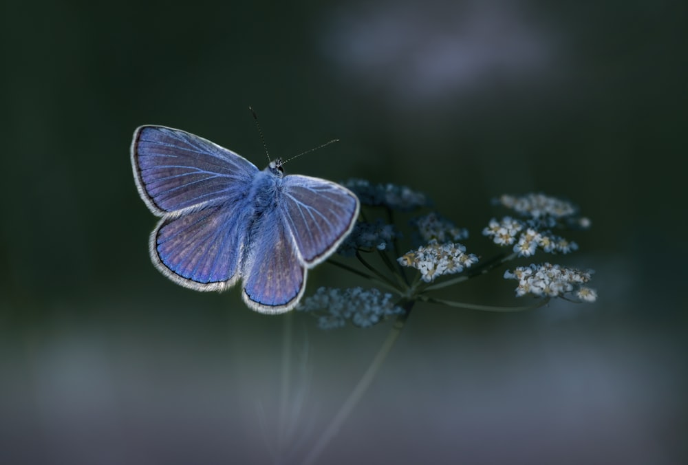 a blue butterfly sitting on top of a flower