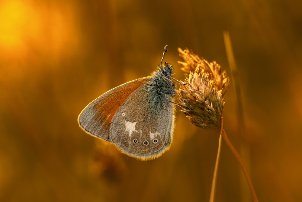 ein brauner und weißer Schmetterling, der auf einer Pflanze sitzt