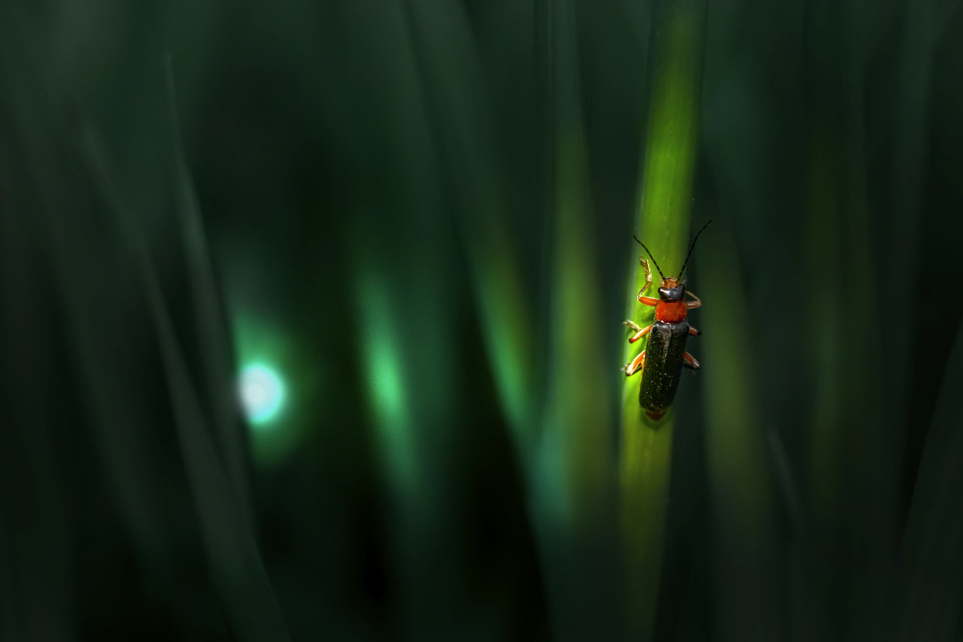 a bug sitting on top of a green plant
