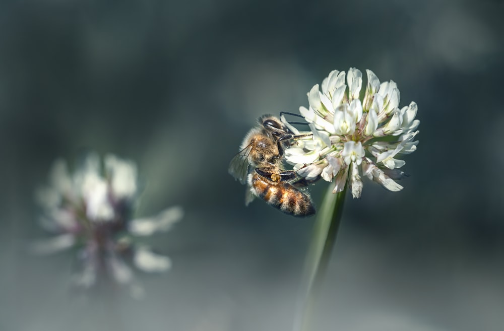 a bee sitting on top of a white flower