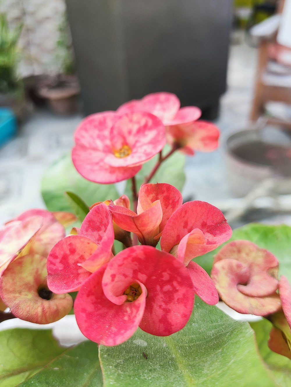 a close up of a pink flower with green leaves