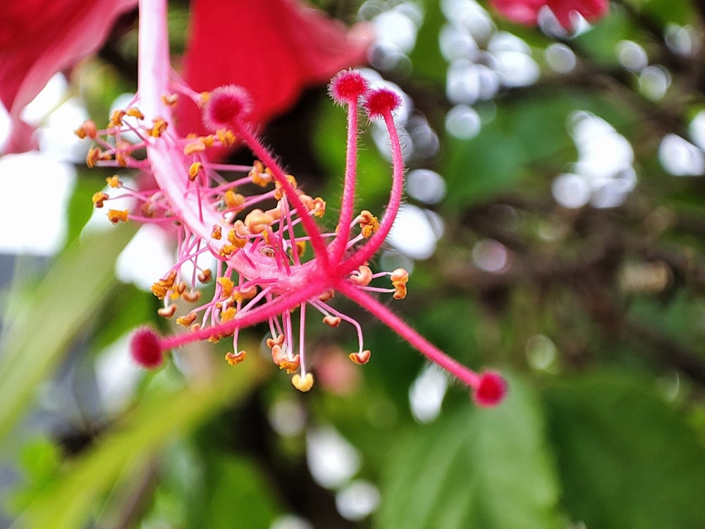 a close up of a pink flower with green leaves