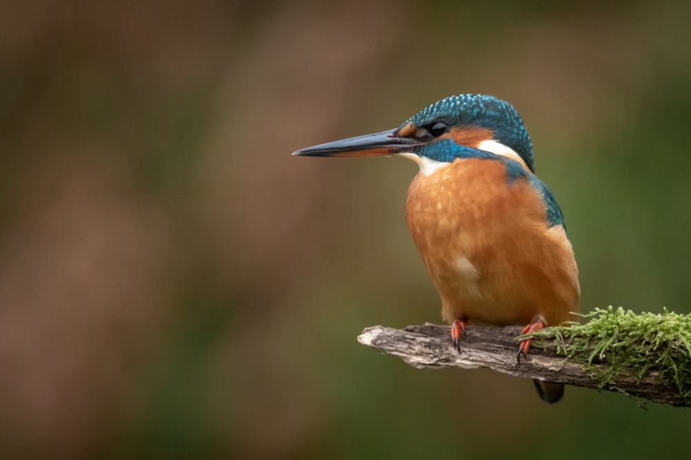 a colorful bird sitting on top of a tree branch