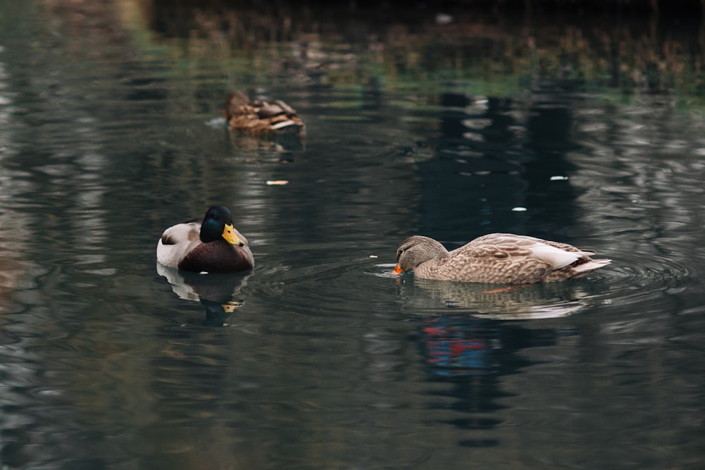 Un par de patos flotando en la cima de un lago