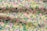 A fabric covered with a dense, colorful floral pattern featuring a variety of small flowers in pink, purple, yellow, and blue hues against a green background.