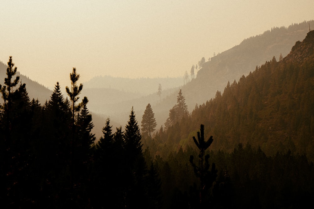 Blick auf eine Bergkette mit Bäumen im Vordergrund